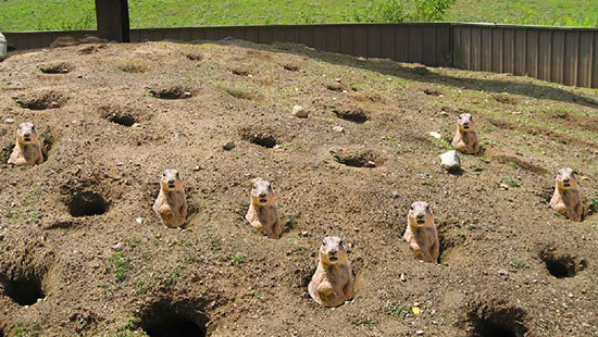 Prairie dog image