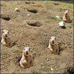 Prairie Dogs